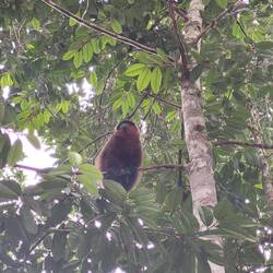Kleine Brüllaffen/ Titi monkey