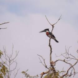 Ring Kingfisher