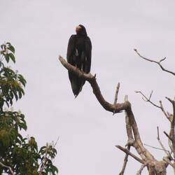 Red head vulpture/ Rothalsgeier