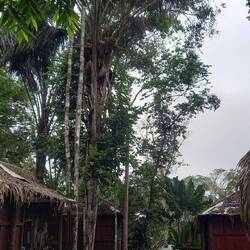 Die Kapuzineräffchen ließen sich nicht fotografieren