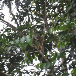 Squirrel monkey/ Totenkopfäffchen (Herr Nilson)