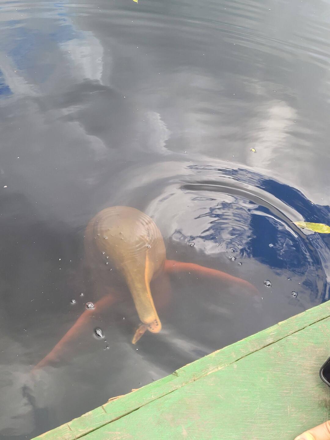 Swimming with and feeding the dolphin