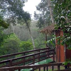 Rain in the rain forest