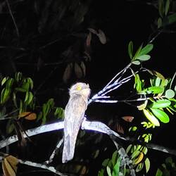 Froschmaul(vogel) auf der Nachttour