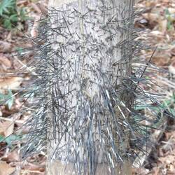 Um Schutz, denn sie sind sehr saftig