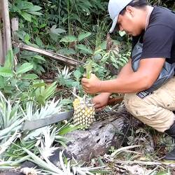 Ananas frisch vom Feld