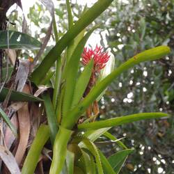 Bromelia