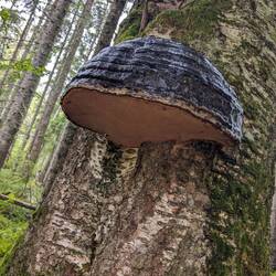 Pilz oder Parasit? 🍄‍🟫 Wir waren uns nicht sicher, war auf jeden Fall groß