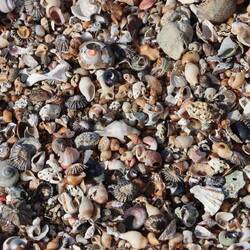 ...große Muschelbänder...