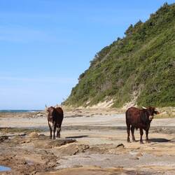 Ab und an treffe ich auf Rinder am Strand