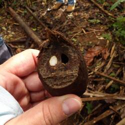 Andere Nuss mit Kern