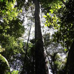 Primäteald mit bis zu 40m hohen Bäumen