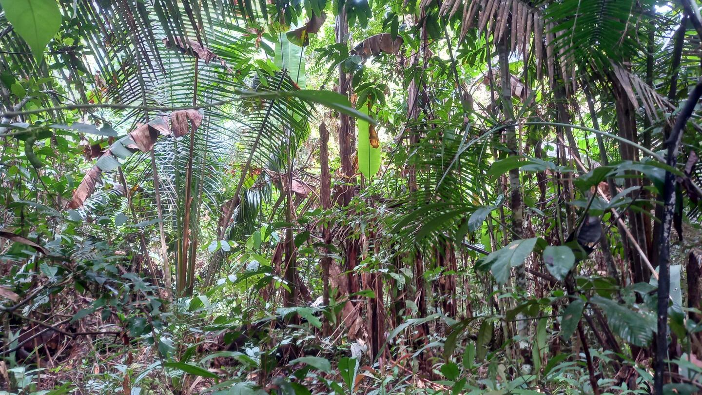 Regenwald, heiß, schwitzig, undurchdringlich