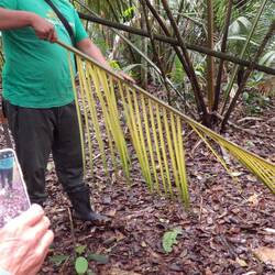 Wellington führt aus