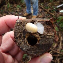 Nuss mit Kern und Made der Feuerfliege