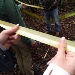 Wie Kunststoff, aber nachhaltig