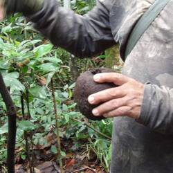 Brazil nut/ Paranuss