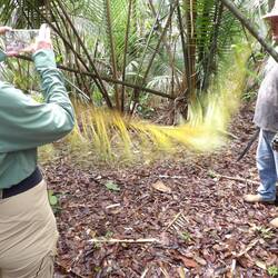 Wie man aus Palmwedeln Dächer macht, Carlos sagt wie es geht