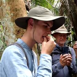 Ferdinand isst die Made der Feuerfliege, schmeckt nach Kokos
