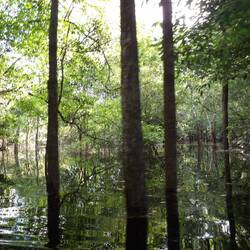 Blick in den überfluteten Wald