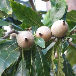 Frucht (kann wie Henna benutzt werden)