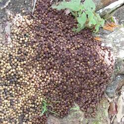 Die Kerne werden nicht gebraucht, man nutzt nur die Schale