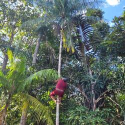 Wellington auf dem Weg zur Açaifrucht mit Machete im Mund