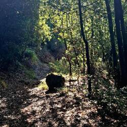 De bossen op de bergen leveren prima schaduw