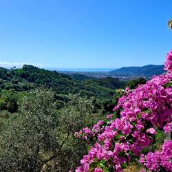 Bloemen en kleurenpracht