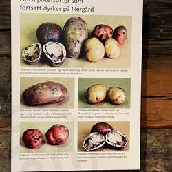 Historische Kartoffelsorten - wichtigstes Nahrungsmittel