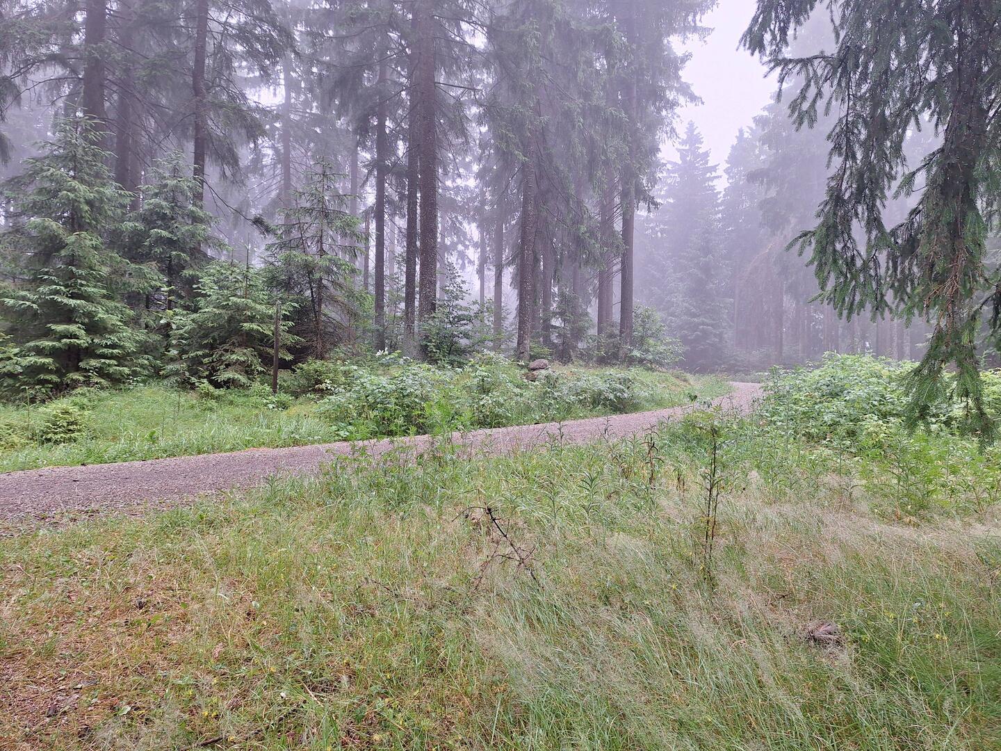 Schöne Stimmung im Wald