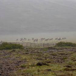 Auf dem Weg zur Sommerweide