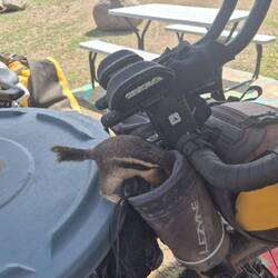 Und noch eine tierisch Begegnung: auch den Chipmunks schmecken die Cliffbars