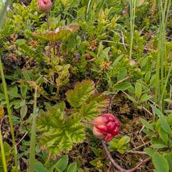 Die Moosbeeren sind bald reif