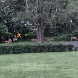 Zoom in to see who came to visit while we were sitting and sipping