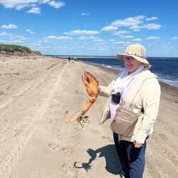 Découverte par Maryse d'une carcasse de homard gigantesque.