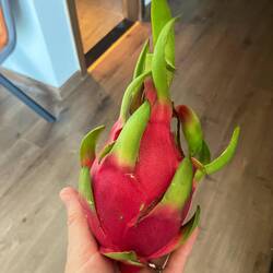 Breakfast , dragon fruit