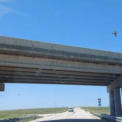 Auf dem Weg zum Raketensilo eine Interstate Brücke voller Schwalbennester.