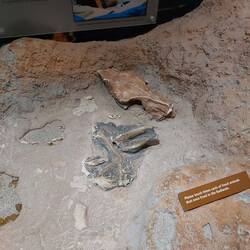Es werden auch jetzt noch viele Fossilien gefunden da der Stein weg erodiert.