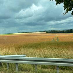 The wheat fields are so beautiful.