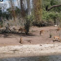 Impala by the river