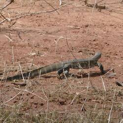 Water Monitor Lizard