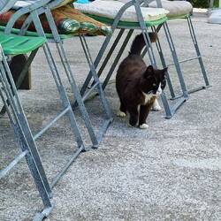 Samtpfotiges Empfangskomitee