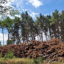 tote-Baum-Haufen am Wegesrand