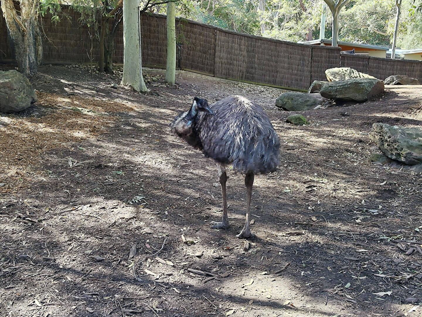 Emu