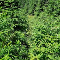 ... durch nasses Gestrüpp ...