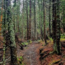 Allein im Wald - mystisch!