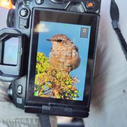 Junger Steinschmätzer auf einer Engelwurz