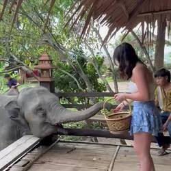 Byli u nas na śniadanie [Elephants came to our room for breakfast]