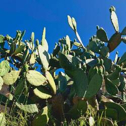Prachtige cactussen, of is het cacti?